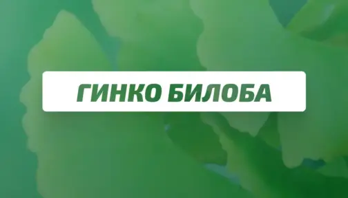 Ginko Biloba Bg 504x288