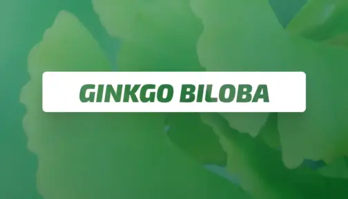 Ginko Biloba Bg 504x288