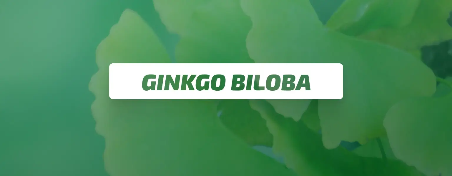 Ginkgo Biloba Bg Ginko Biloba Bg
