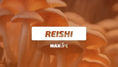 Gubi Reishi Bg Banner 504x288