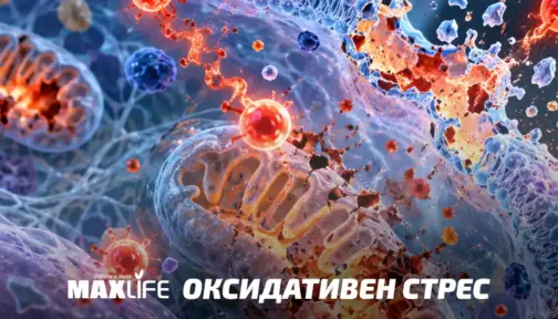 Oksidativen Stres Bg 504x288
