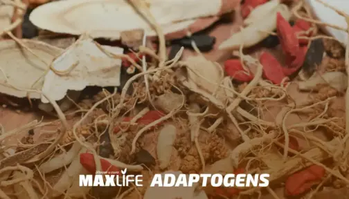 Adaptogeni Bg 504x288